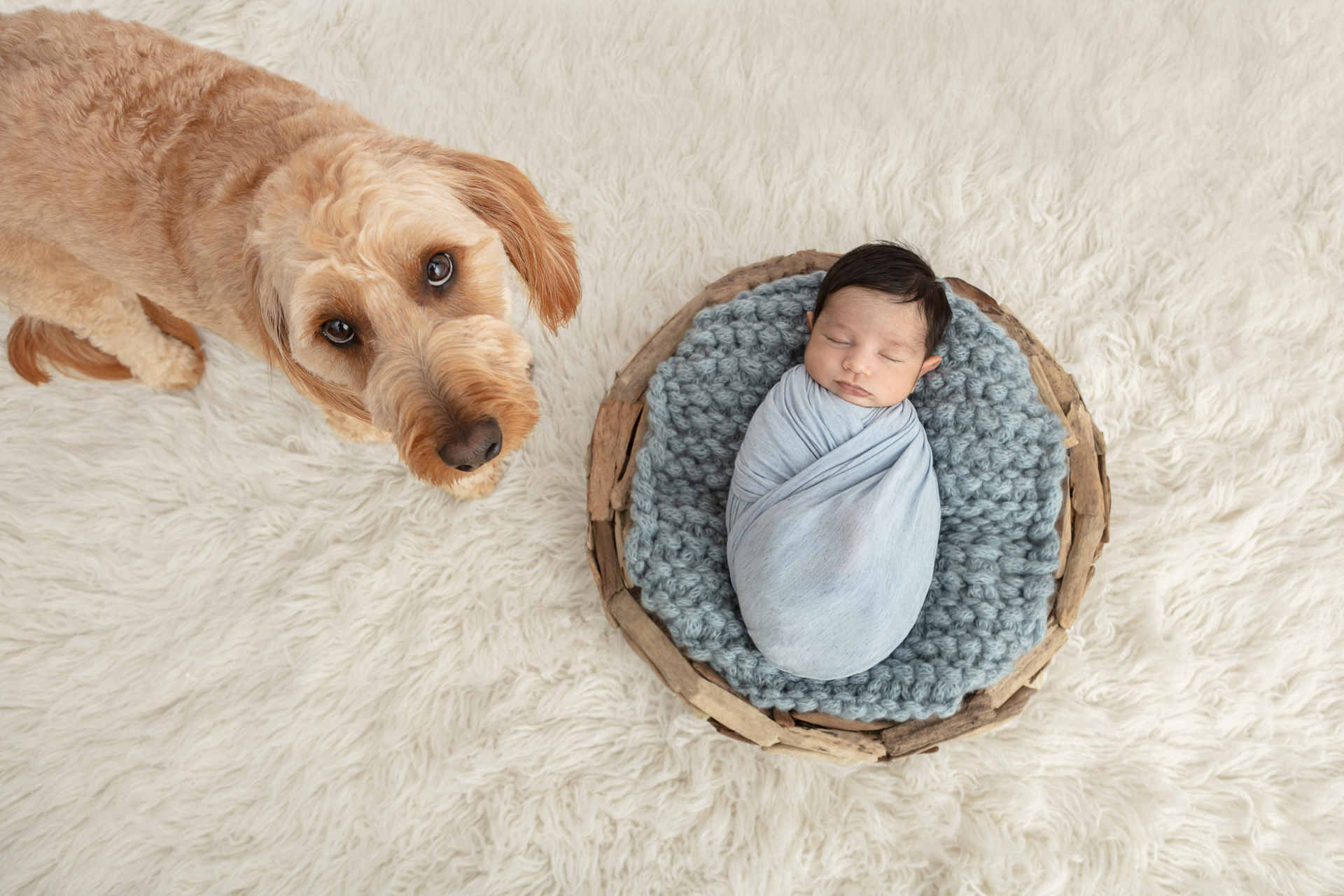 baby boy newborn photography with large ivory colored flokati and mini golden doodle