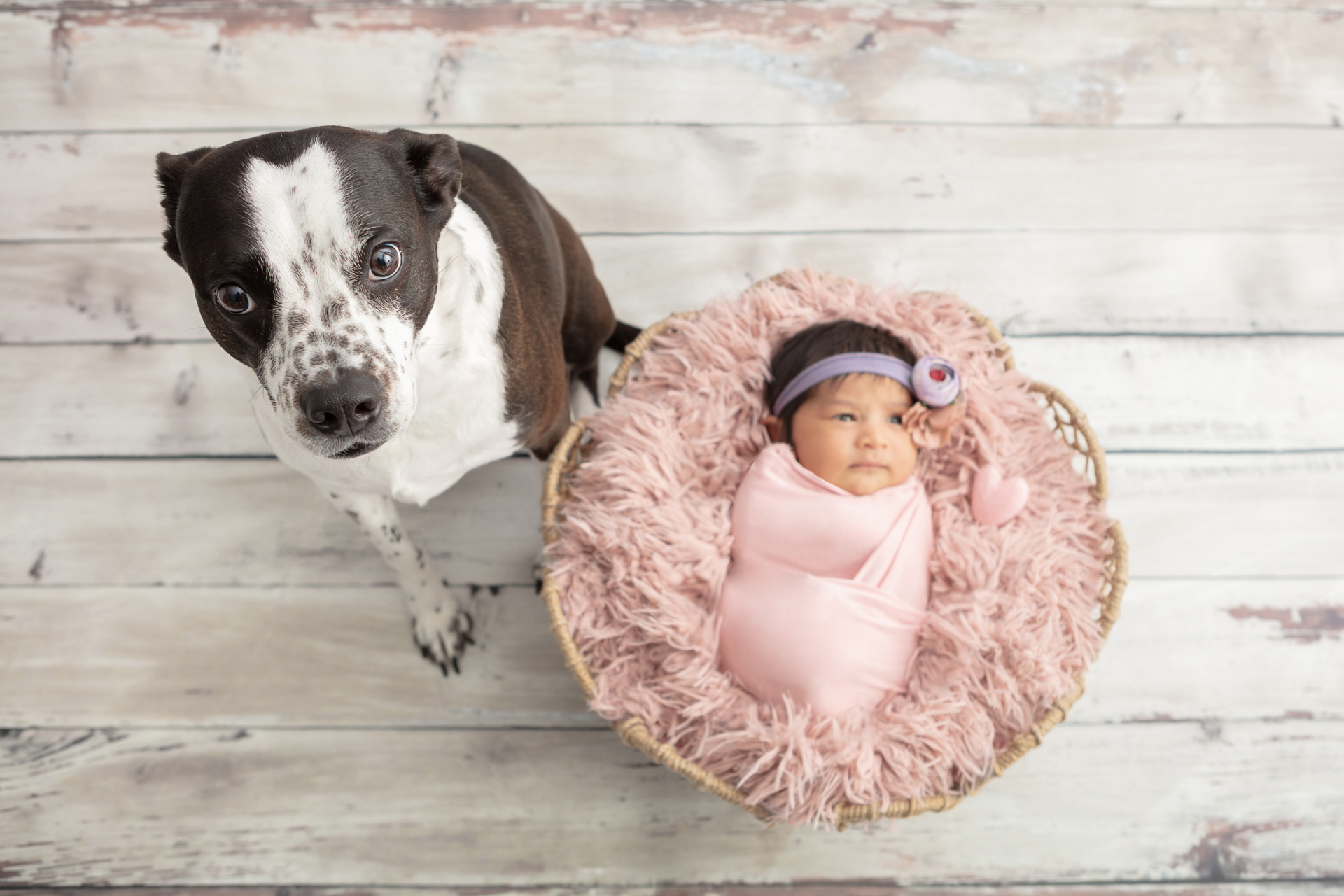 Boston Terrier cattle dog mix with his new baby sister who is wrapped in light pink