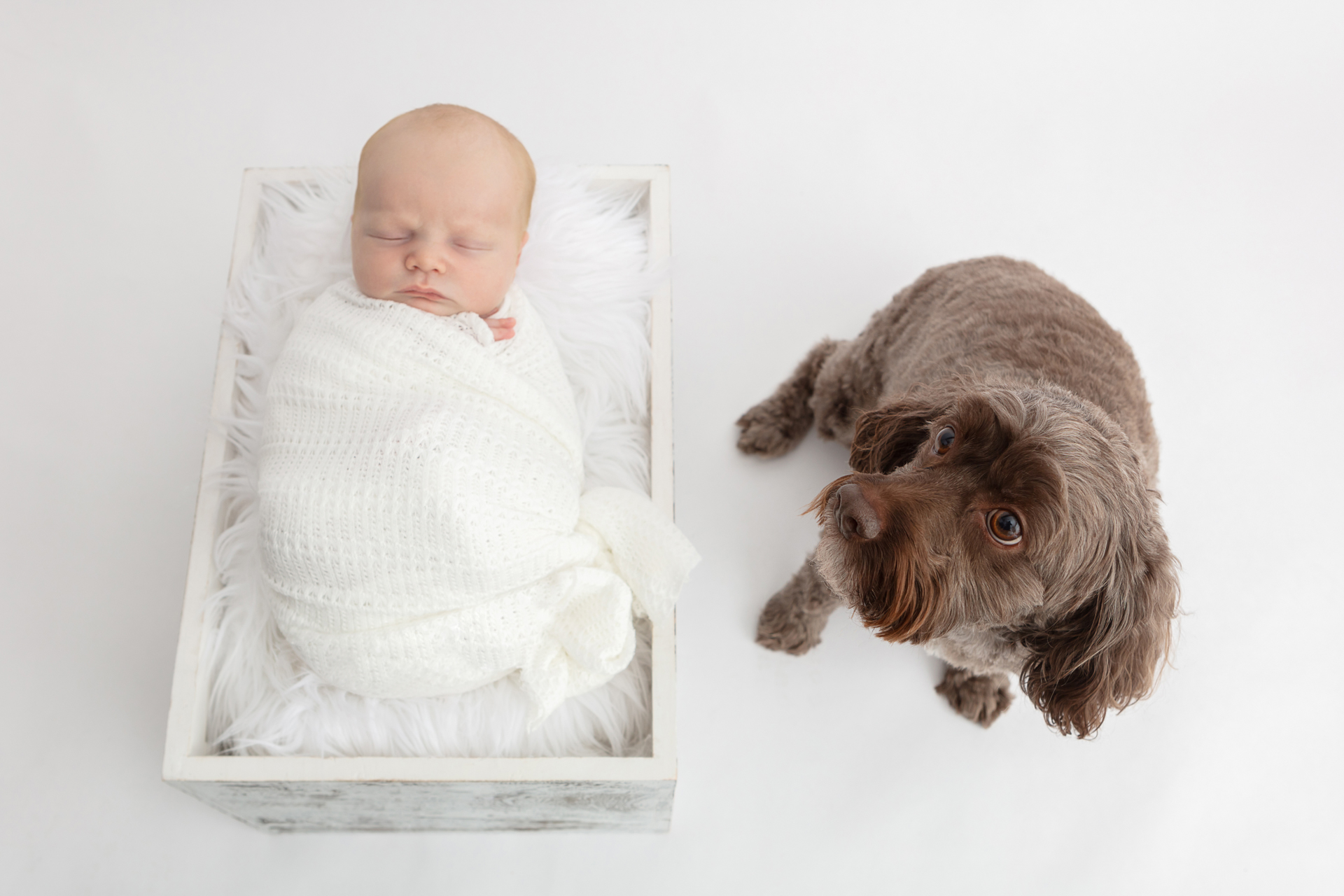 newborn photo with family dog; newborn baby boy wrapped in white; white flokati